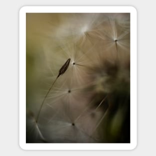 Macro Dandelion #2 Sticker